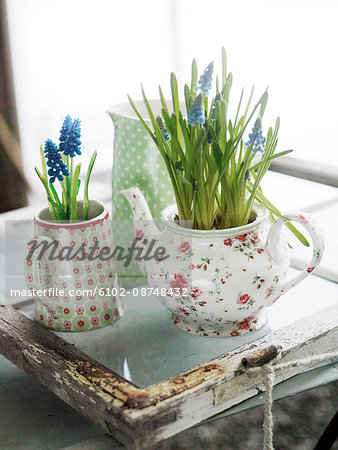 Scandinavia, Sweden, Nacka, View of plants in teapot and jug, close-up