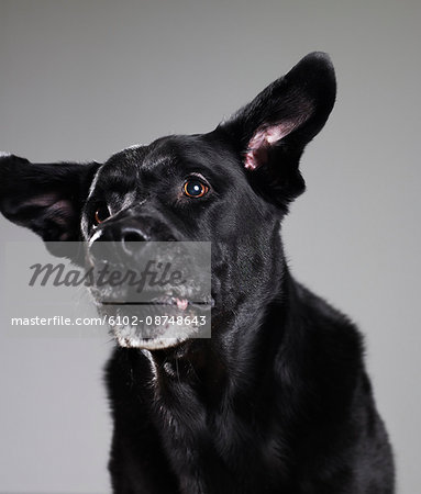 Black dog against grey background