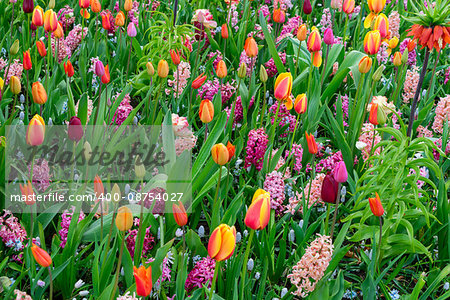 Colorful growing tulips and hyacinth flowerbed at spring day