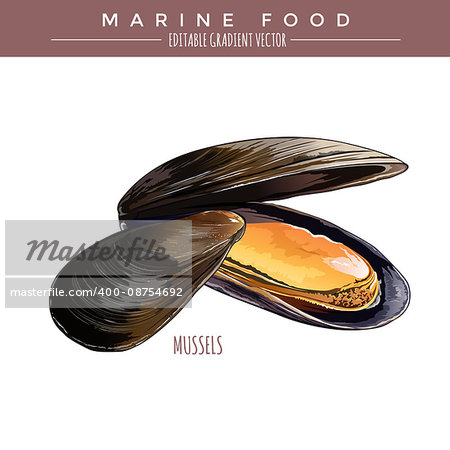 Mussels illustration. Marine food, editable gradient vector