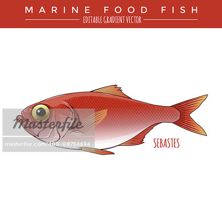 Sebastes illustration. Marine food fish, editable gradient vector