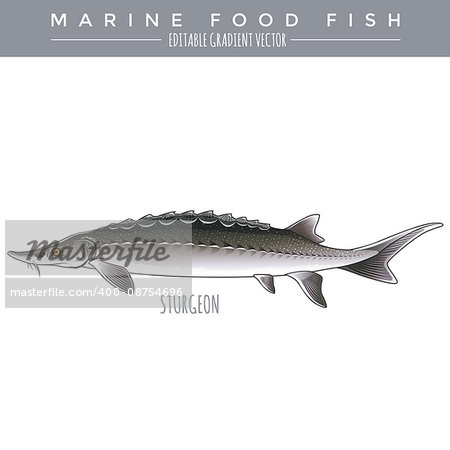 Sturgeon illustration. Marine food fish, editable gradient vector