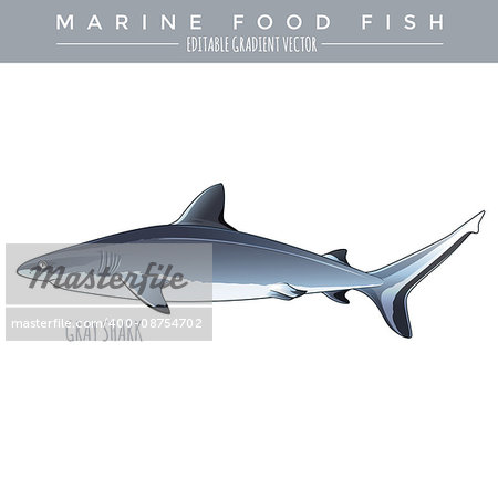 Gray Shark illustration. Marine food fish, editable gradient vector