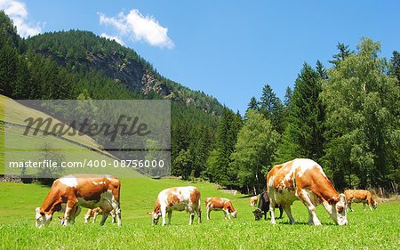 Cows on a meadow in Tyrolean Alps.