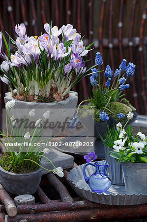 Crocuses and hyacinths in flower pots