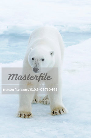 Polar bear walking