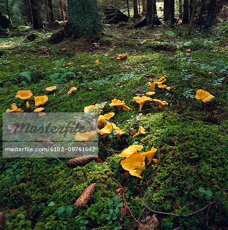 Chanterelles in the forest.
