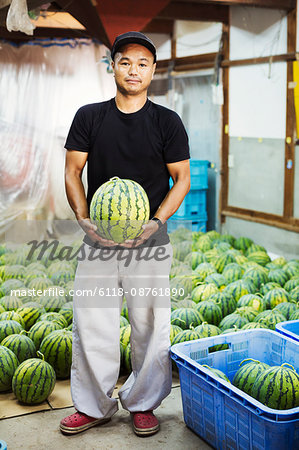 Worker in a greenhouse holding a watermelon.