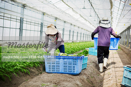 Women working in a greenhouse harvesting a commercial food crop, the mizuna vegetable plant.