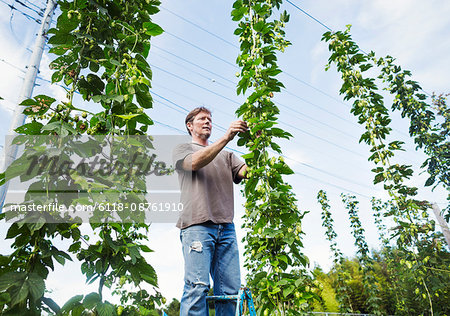 Man standing outdoors, picking hops from a tall flowering vine with green leaves and cone shaped flowers, for flavouring beer.