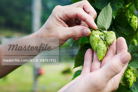 Man standing outdoors, picking hop flowers from a hop vine. The hops harvest.