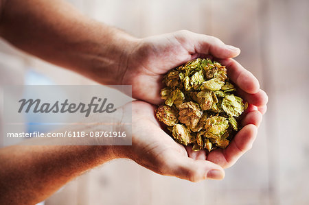 Close up of human hands holding a handful of dried hops.