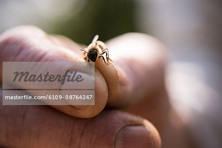 Close-up of a hand holding honey bee