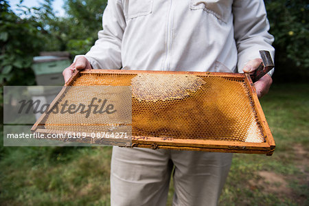 Mid-section of beekeeper holding the beehive in wooden frame at apiary garden