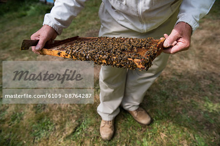 Beekeeper examining beehive in apiary garden