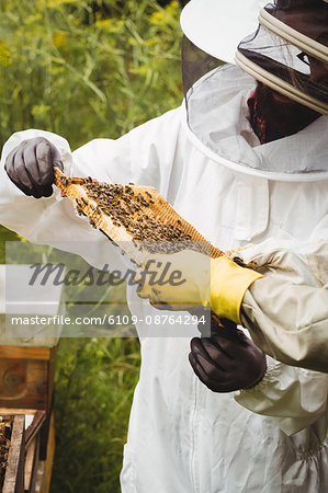 Beekeepers holding and examining beehive in the field