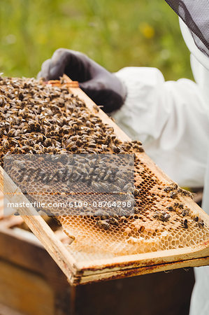 Beekeeper holding and examining beehive in the field