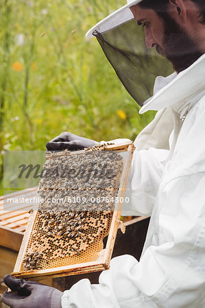 Beekeeper holding and examining beehive in the field