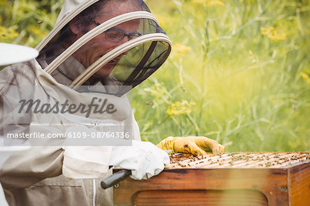 Beekeeper removing honeycomb from beehive in the field