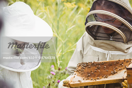 Beekeepers holding and examining beehive in the field