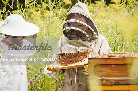 Beekeepers holding and examining beehive in the field