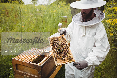 Beekeeper holding and examining beehive in the field