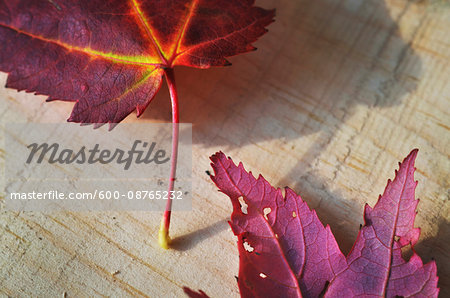 Close up of autumn leaves on wooden background Close up of autumn leaves on wooden background