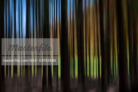 Abstract, linear tree pattern, France