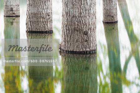 Detail of tree trunks reflected in Lago di Canterno in the Province of Frosinone in Lazio, Italy Detail of tree trunks reflected in Lago di Canterno in the Province of Frosinone in Lazio, Italy