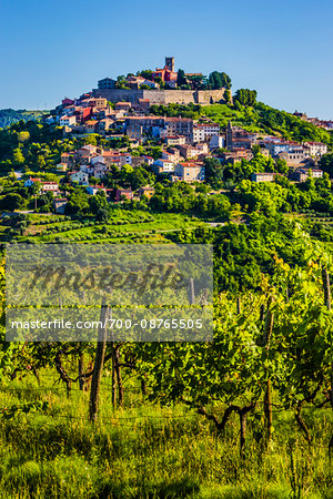 Vineyard and grape vines in front of the medieval, hilltop town of Motovun in Istria on a sunny day, Croatia