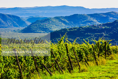 Vineyard and grape vines with rolling hills in the background near the medieval town of Motovun in Istria, Croatia