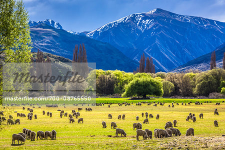 Sheep grazing in pasture on farmland near Wanaka in the Otago Region of New Zealand