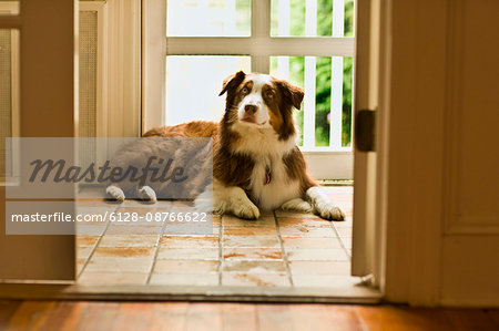 Dog waiting patiently in a doorway to be let outside.