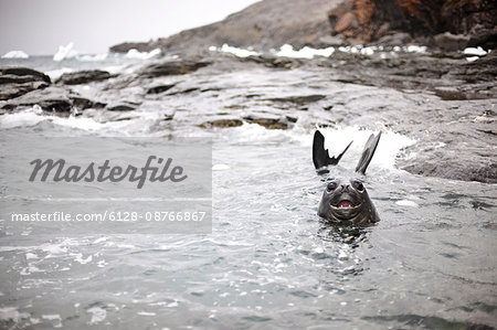 Seal having fun swimming in the sea along a rocky coastline.