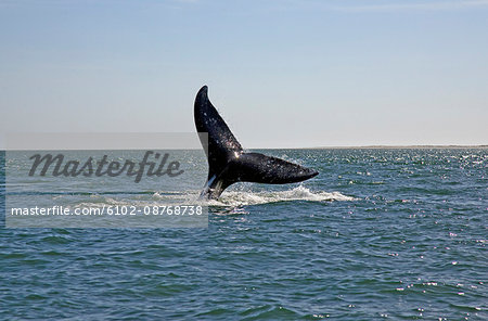 A whale, Mexico.