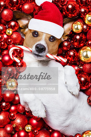 jack russell terrier  dog with santa claus hat for christmas holidays resting on a xmas balls background with candy sugar stick