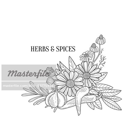Herbs And Spices Bouquet Hand Drawn Realistic Sketch. Artistic Pencil Detailed Contour Illustration On White Background.