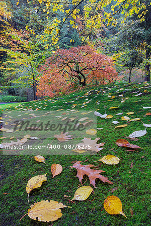 Japanese maple tree on a green mossy slope with fall foliage in Autumn