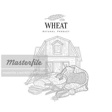 Wheat Grain, Flour And Farm Hand Drawn Realistic Sketch. Hand Drawn Detailed Contour Illustration On White Background.