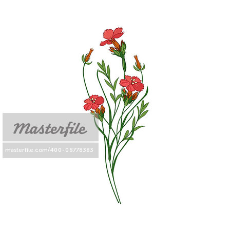 Sweet William Wild Flower Hand Drawn Detailed Illustration. Plant Realistic Artistic Drawing Isolated On White Background.