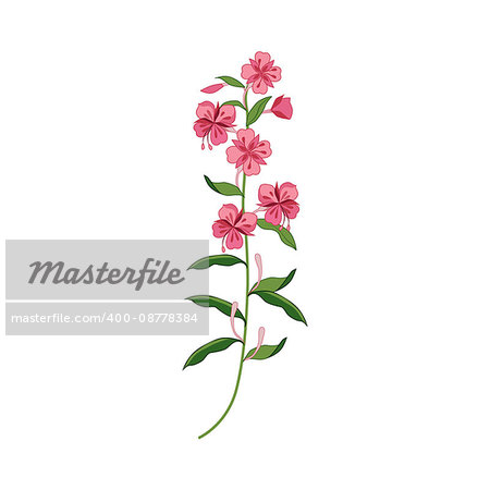 Willowed Wild Flower Hand Drawn Detailed Illustration. Plant Realistic Artistic Drawing Isolated On White Background.