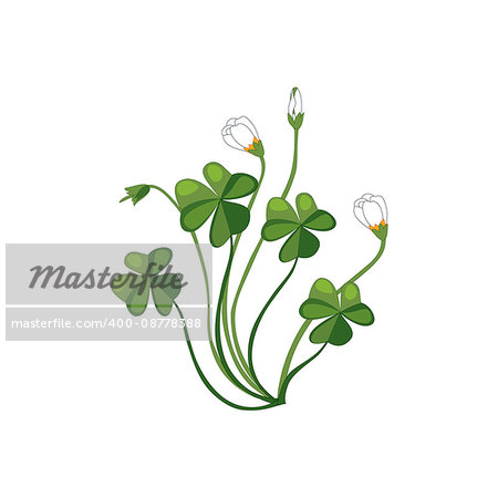 Shamrock Wild Flower Hand Drawn Detailed Illustration. Plant Realistic Artistic Drawing Isolated On White Background.