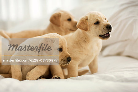 Labrador puppies on bed.