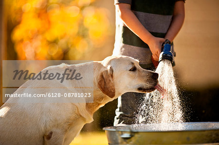 Labrador drinking water from the hose that is being used to fill the bucket.