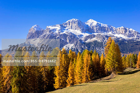 Autumn larch colours at Dolomiti Alps, Dolomites, Italy Autumn larch colours at Dolomiti Alps, Dolomites, Italy