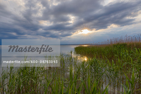 Reeds at Lake Neusiedl with Sun at Weiden am See, Burgenland, Austria