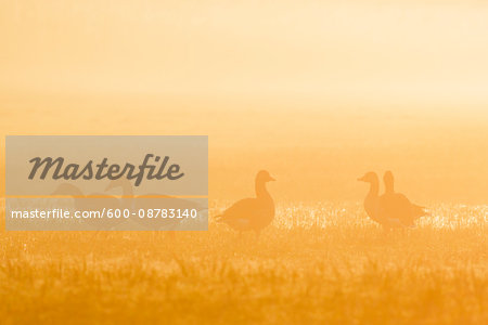 Greylag Geese (Anser anser) in Morning Mist at Sunrise, Hesse, Germany