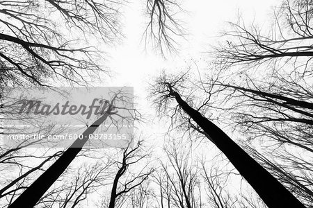 Looking up at Beech Forest in Winter, Odenwald, Hesse, Germany