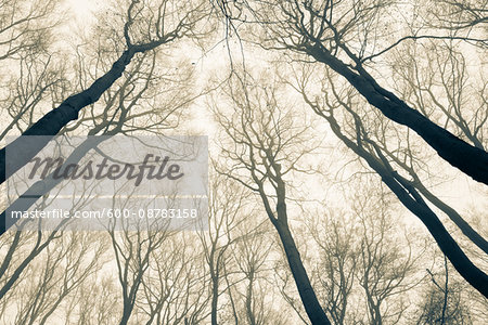 Looking up at Beech Forest in Winter, Odenwald, Hesse, Germany