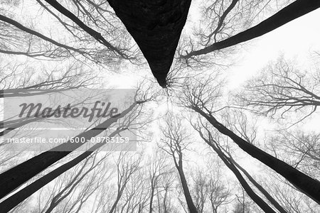 Looking up at Beech Forest in Winter, Odenwald, Hesse, Germany